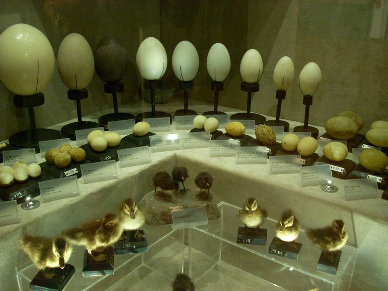 Particolare della collezione